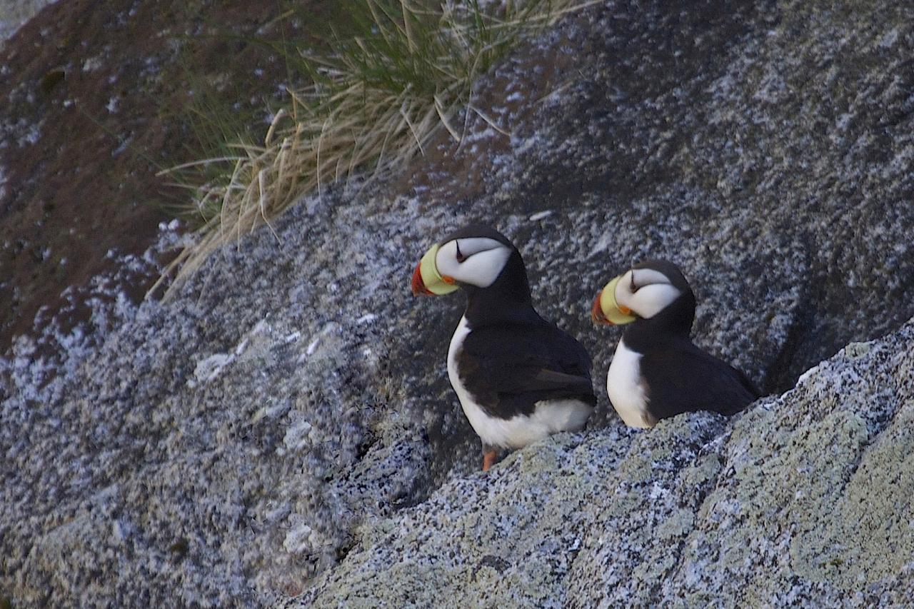 Horned Puffin, Alaska, Alaska Nature Tour, Alaska Birding Tour, Alaska Wildlife Tour, Naturalist Journeys