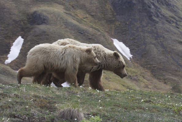 Grizzly Bears, Alaska, Alaska Nature Tour, Alaska Wildlife Tour, Alaska Birding Tour, Naturalist Journeys