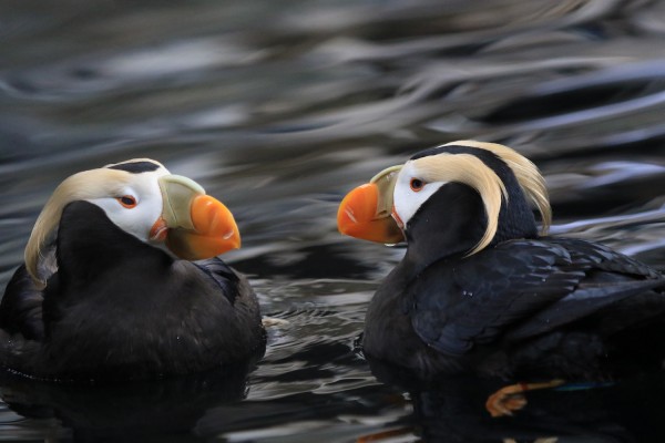 Tufted Puffins, Alaska, Alaska Nature Tour, Alaska Wildlife Tour, Alaska Birding Tour, Naturalist Journeys