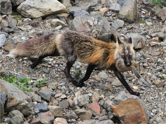 Red Fox, Alaska, Alaska Nature Tour, Alaska Wildlife Tour, Alaska Birding Tour, Naturalist Journeys