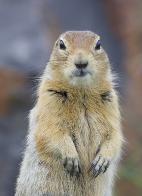 Arctic Ground Squirrel, Alaska, Alaska Nature Tour, Alaska Wildlife Tour, Alaska Birding Tour, Naturalist Journeys