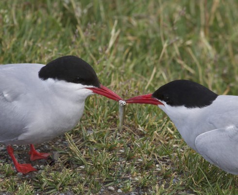 Arctic Terns, Alaska, Alaska Nature Tour, Alaska Wildlife Tour, Alaska Birding Tour, Naturalist Journeys