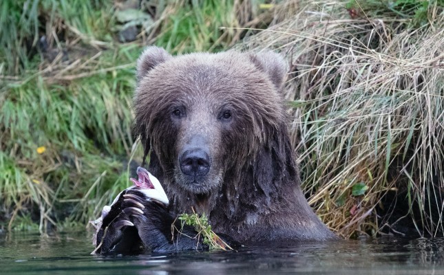 Grizzly Bear, Alaska, Alaska Birding Tour, Alaska Nature Tour, Naturalist Journeys 