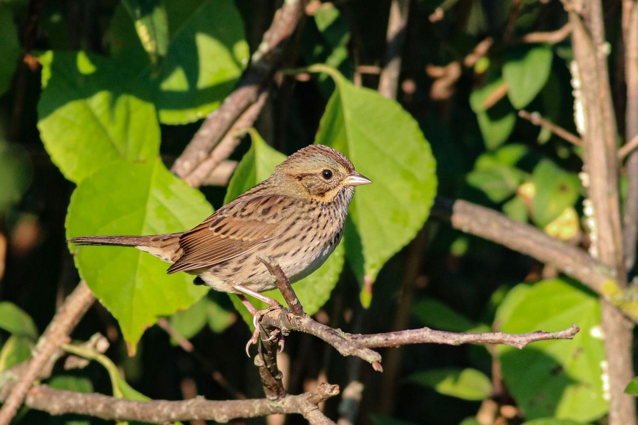 Lincoln's Sparrow, Maine, Maine Birding Tour, Maine Nature Tour, Acadia National Park, Acadia National Park Tour, Naturalist Journeys