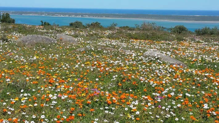 West Coast National Park, South Africa, South Africa Wildlife Tour, South Africa Birding Tour, South Africa Safari, Naturalist Journeys