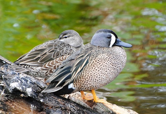 Blue-winged Teal, Kansas, Tallgrass Prairie, Kansas Nature Tour, Tallgrass Prairie Tour, Naturalist Journeys