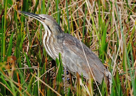 American Bittern, Kansas, Tallgrass Prairie, Kansas Nature Tour, Tallgrass Prairie Tour, Naturalist Journeys