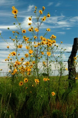 Willow Leaf Sunflower, Kansas, Tallgrass Prairie, Kansas Nature Tour, Tallgrass Prairie Tour, Naturalist Journeys