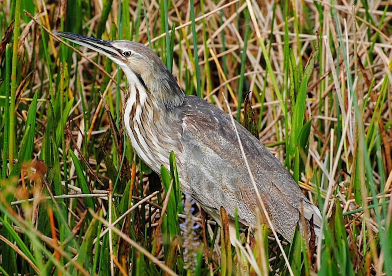 American Bittern, Kansas, Tallgrass Prairie, Kansas Nature Tour, Tallgrass Prairie Tour, Naturalist Journeys	