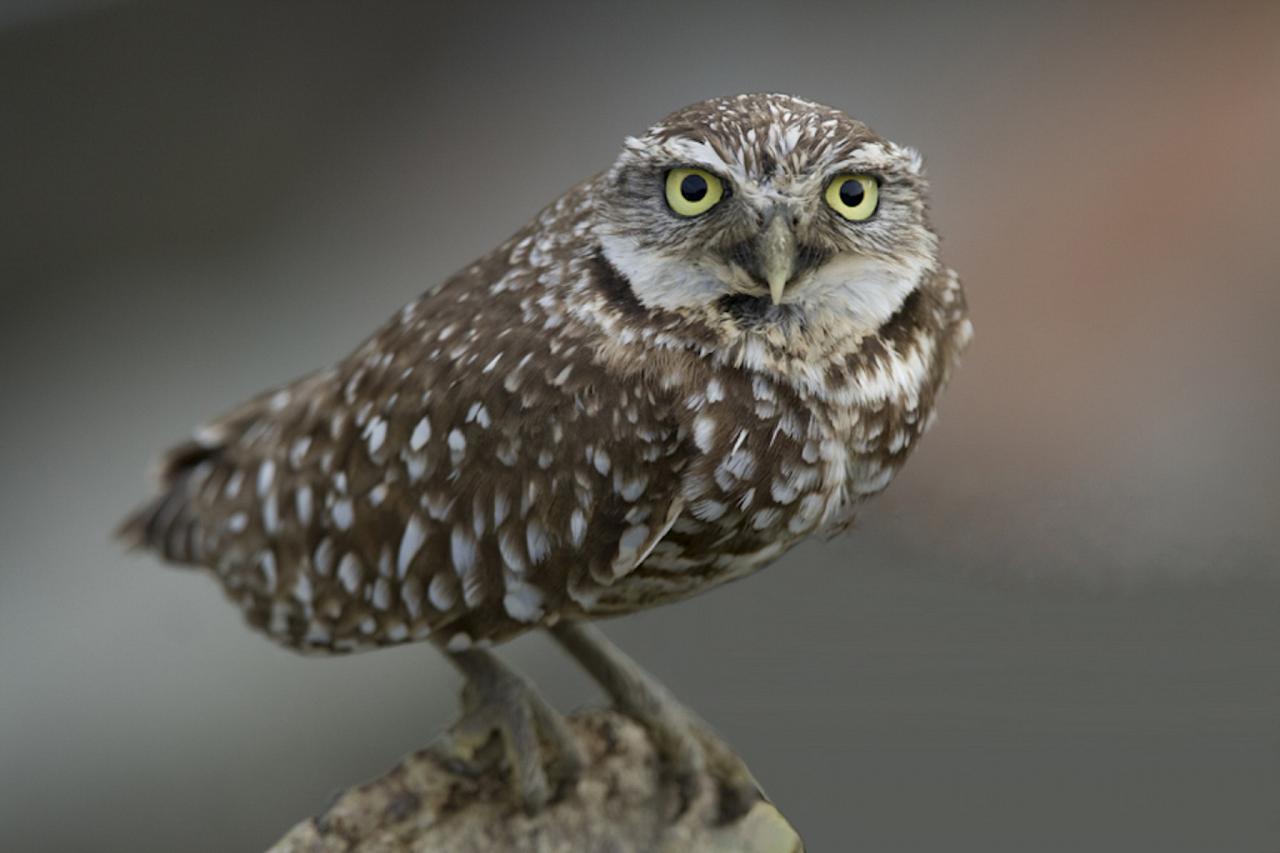 Burrowing Owl, Kansas, Tallgrass Prairie, Kansas Nature Tour, Tallgrass Prairie Tour, Naturalist Journeys