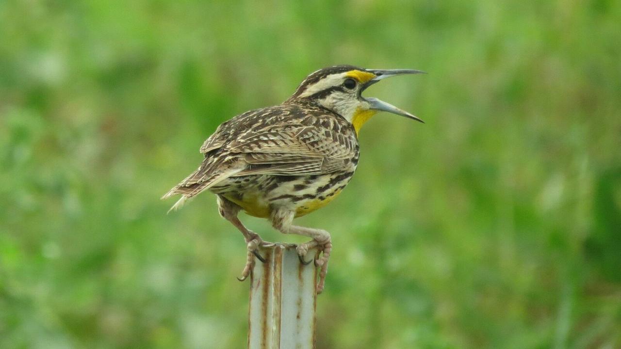 Eastern Meadowlark, Kansas, Tallgrass Prairie, Kansas Nature Tour, Tallgrass Prairie Tour, Naturalist Journeys	