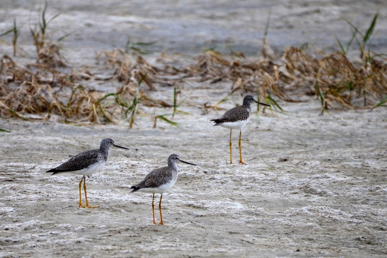 Greater Yellowlegs, Kansas, Tallgrass Prairie, Kansas Nature Tour, Tallgrass Prairie Tour, Naturalist Journeys	