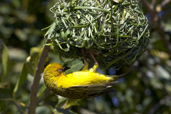 Cape Weaver, South Africa, South Africa Wildlife Tour, South Africa Birding Tour, South Africa Safari, Naturalist Journeys