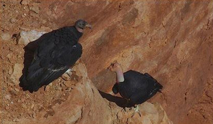 California Condor, Utah, Southwest Birding Tour, Utah Birding Tour, Arizona Birding Tour, National Park Birding Tour, Naturalist Journeys