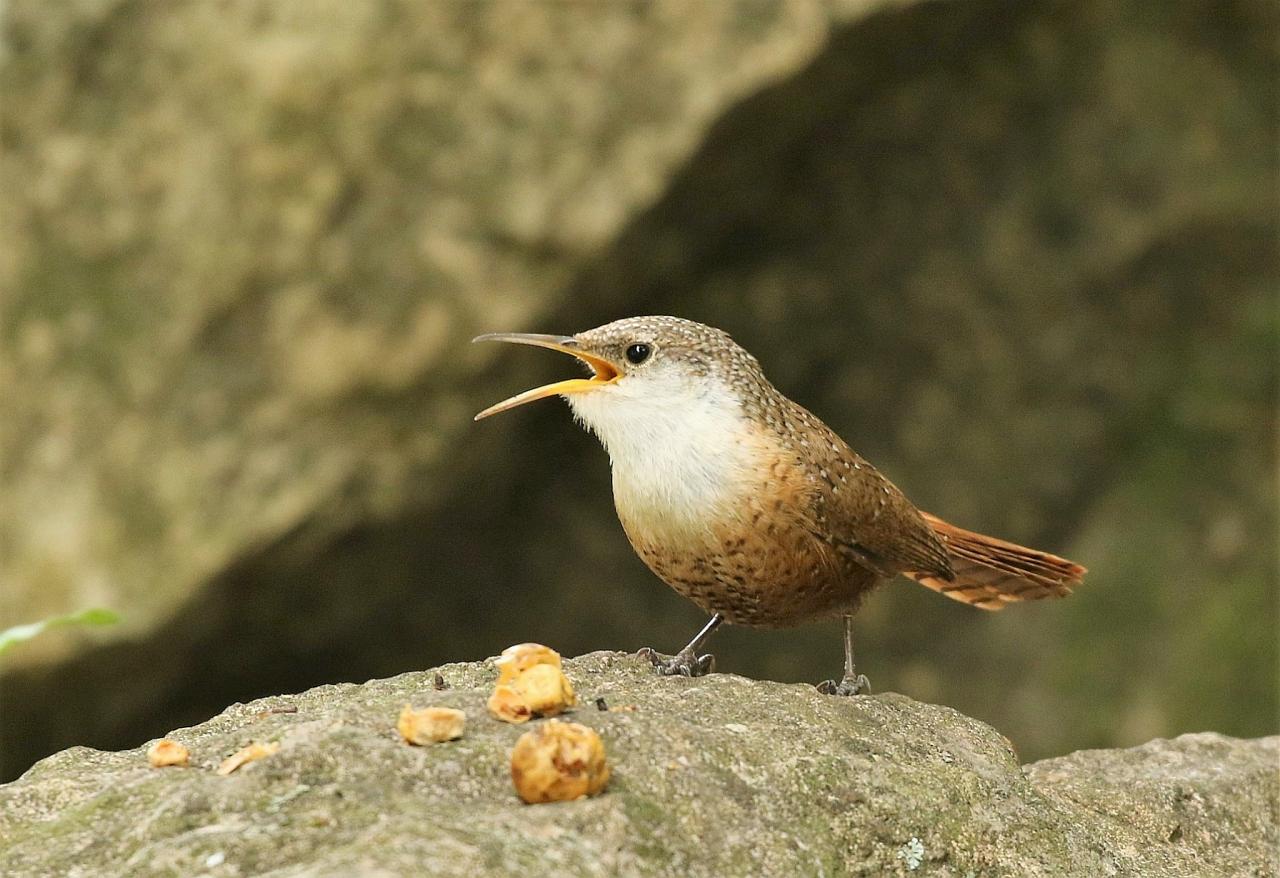 Canyon Wren, National Parks, Southwest National Parks, Utah, Naturalist Journeys, Utah Birding Tour