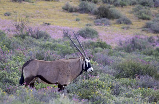 Gemsbok, Southern Oryx, South Africa, South Africa Wildlife Tour, South Africa Birding Tour, South Africa Safari, Naturalist Journeys