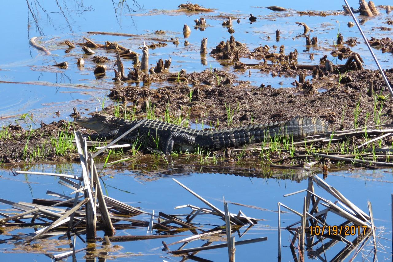 American Alligator, Georgia, Little St. Simons Island, Savannah, Georgia Birding Tour, Georgia Nature Tour, Naturalist Journeys