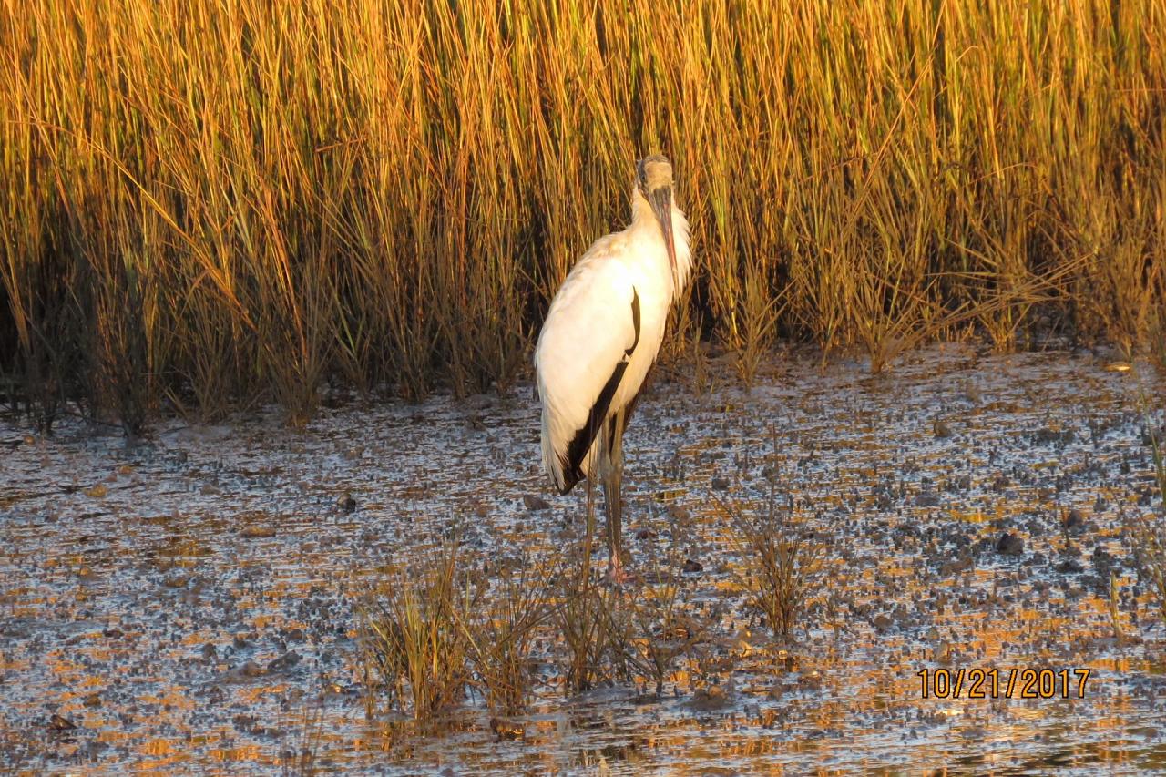 Wood Stork, Georgia, Little St. Simons Island, Savannah, Georgia Birding Tour, Georgia Nature Tour, Naturalist Journeys