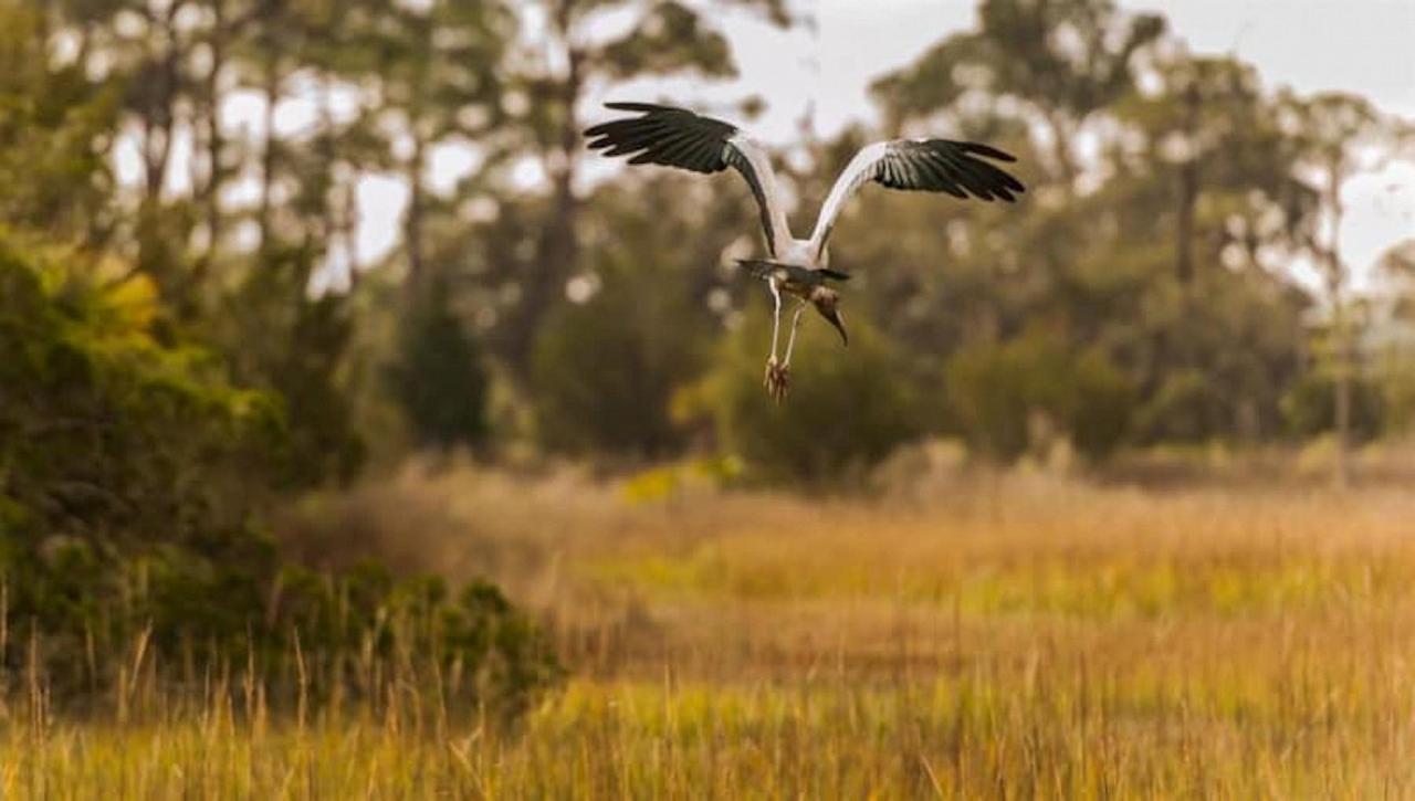 Wood Stork, Georgia, Little St. Simons Island, Savannah, Georgia Birding Tour, Georgia Nature Tour, Naturalist Journeys