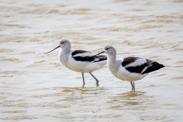 American Avocet, Georgia, Little St. Simons Island, Savannah, Georgia Birding Tour, Georgia Nature Tour, Naturalist Journeys