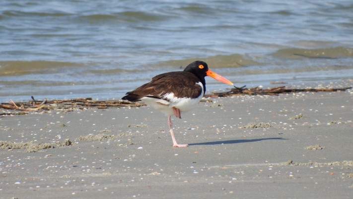 American Oyster Catcher; Georgia, Little St. Simons Island, Savannah, Georgia Birding Tour, Georgia Nature Tour, Naturalist Journeys