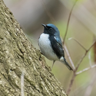 Black-throated Blue Warbler; Georgia, Little St. Simons Island, Savannah, Georgia Birding Tour, Georgia Nature Tour, Naturalist Journeys