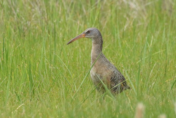 Clapper Rail, Georgia, Little St. Simons Island, Savannah, Georgia Birding Tour, Georgia Nature Tour, Naturalist Journeys