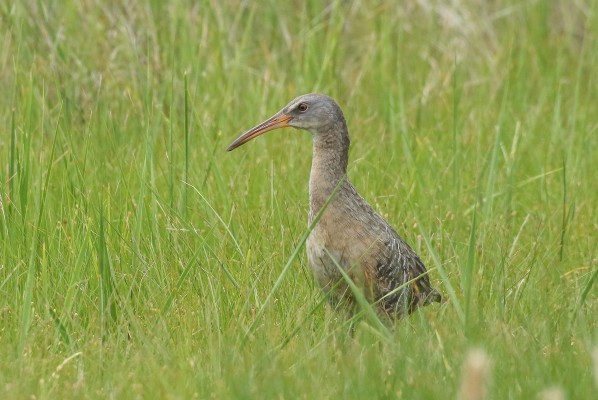 Clapper Rail, Georgia, Little St. Simons Island, Savannah, Georgia Birding Tour, Georgia Nature Tour, Naturalist Journeys