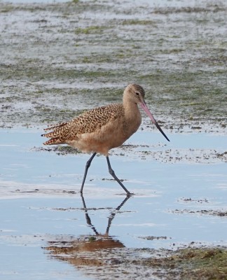 Marbled Godwit, Georgia, Little St. Simons Island, Savannah, Georgia Birding Tour, Georgia Nature Tour, Naturalist Journeys