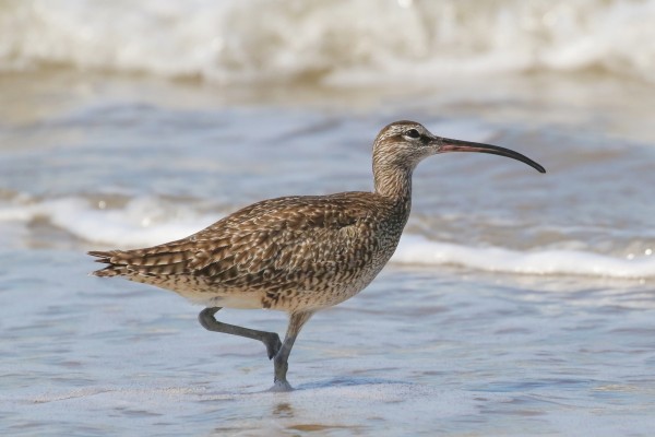 Whimbrel, Georgia, Little St. Simons Island, Savannah, Georgia Birding Tour, Georgia Nature Tour, Naturalist Journeys