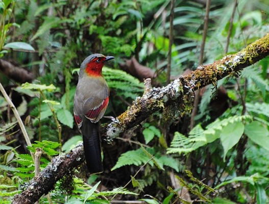 Scarlet-faced Liocichla, Thailand, Thailand Birding Tours, Asia Birding Tours, Naturalist Journeys