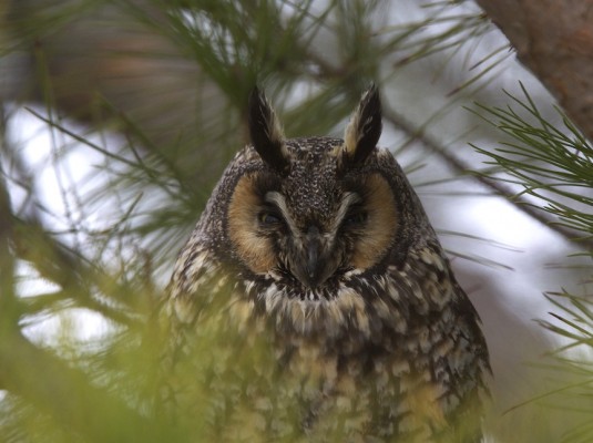 Great Horned Owl, Southeast Arizona, Arizona, Arizona Nature Tour, Arizona Birding Tour, Naturalist Journeys