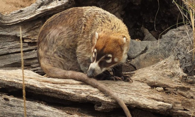 Coati, Southeast Arizona, Arizona, Arizona Nature Tour, Arizona Birding Tour, Naturalist Journeys