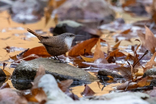 Canyon Wren, Southeast Arizona, Arizona, Arizona Nature Tour, Arizona Birding Tour, Naturalist Journeys	