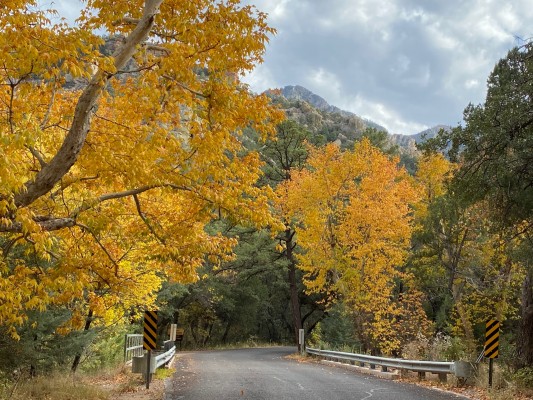 Fall colors, Southeast Arizona, Arizona, Arizona Nature Tour, Arizona Birding Tour, Naturalist Journeys