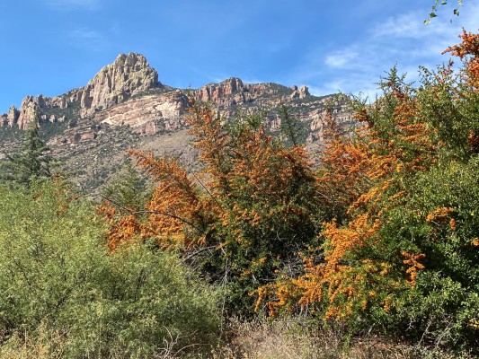 Fall colors, Southeast Arizona, Arizona, Arizona Nature Tour, Arizona Birding Tour, Naturalist Journeys