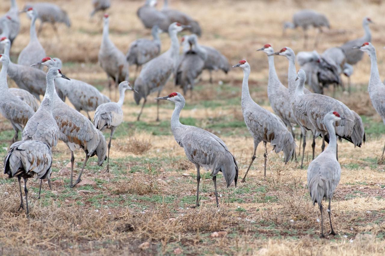 Sandhill Cranes, Southeast Arizona, Arizona, Arizona Nature Tour, Arizona Birding Tour, Naturalist Journeys