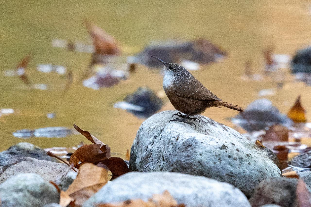 Canyon Wren, Southeast Arizona, Arizona, Arizona Nature Tour, Arizona Birding Tour, Naturalist Journeys