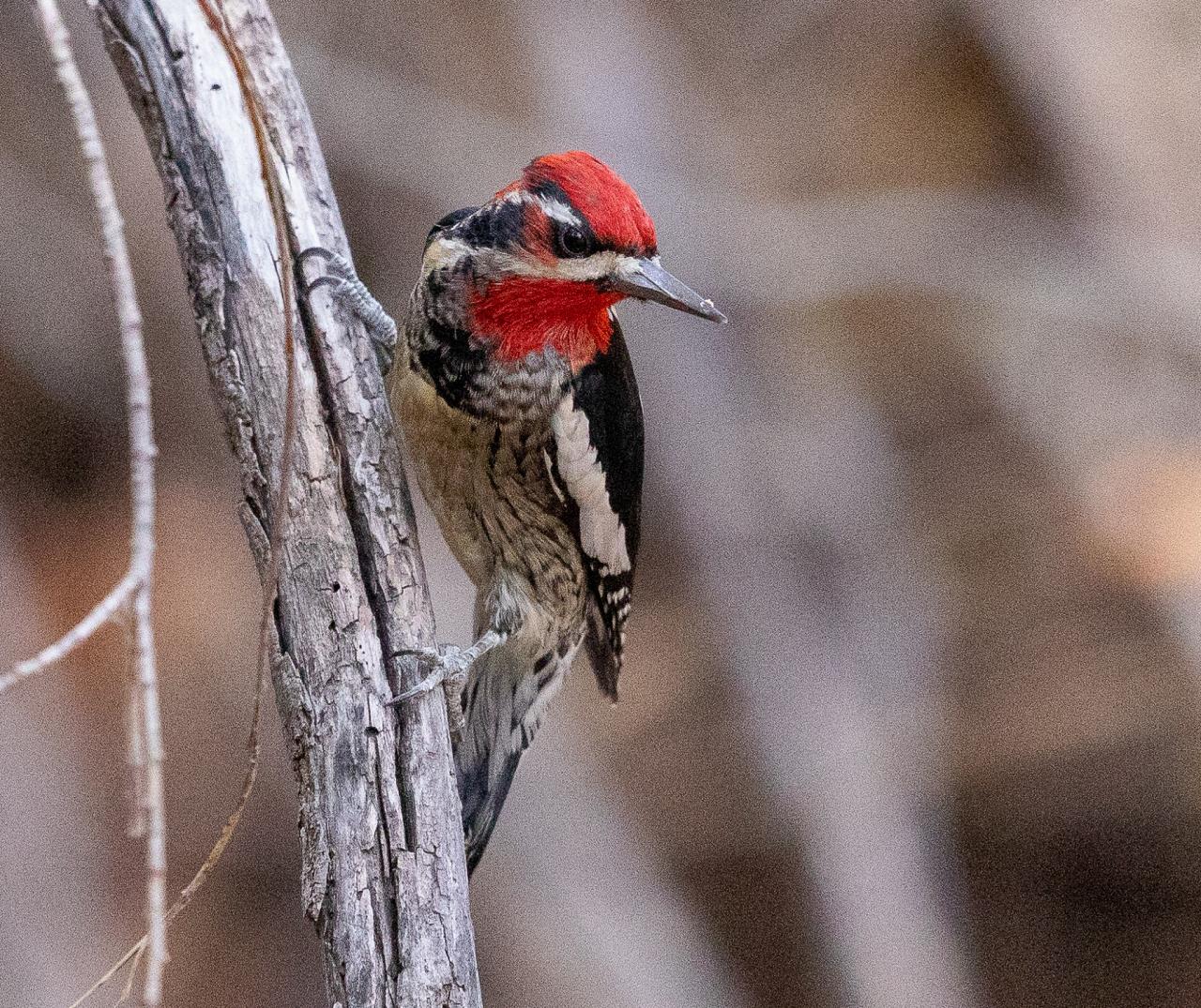 Red-naped Sapsucker, Southeast Arizona, Arizona, Arizona Nature Tour, Arizona Birding Tour, Naturalist Journeys	