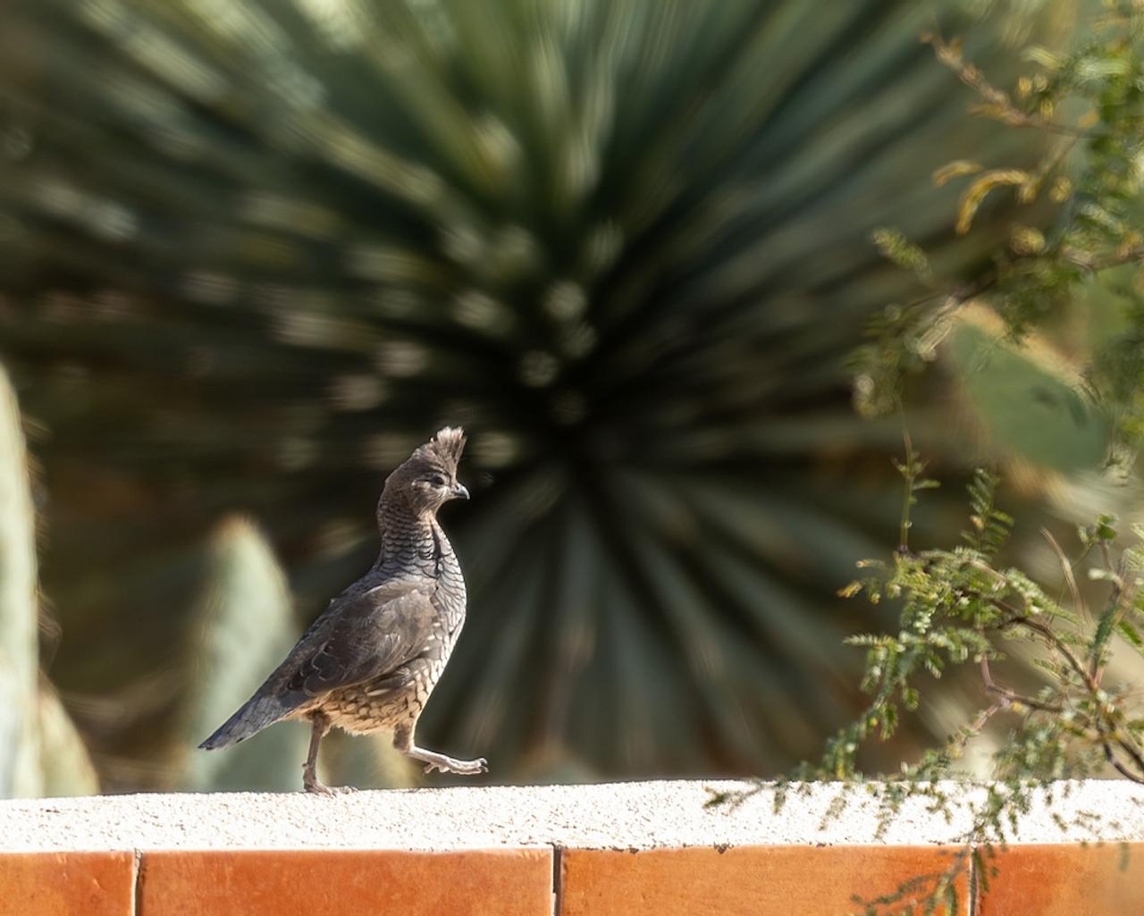 Scaled Quail, Southeast Arizona, Arizona, Arizona Nature Tour, Arizona Birding Tour, Naturalist Journeys Photo-Friendly