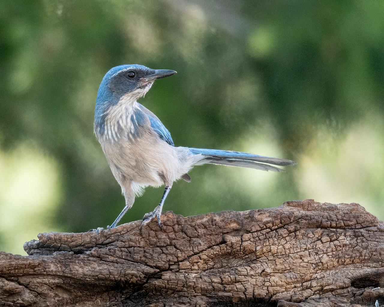 Mexican Jay, Southeast Arizona, Arizona, Arizona Nature Tour, Arizona Birding Tour, Naturalist Journeys Photo-Friendly