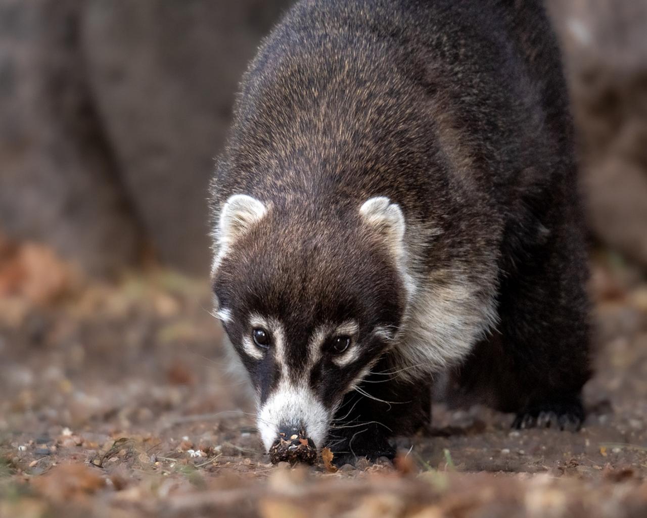 Coati, Southeast Arizona, Arizona, Arizona Nature Tour, Arizona Birding Tour, Naturalist Journeys Photo-Friendly