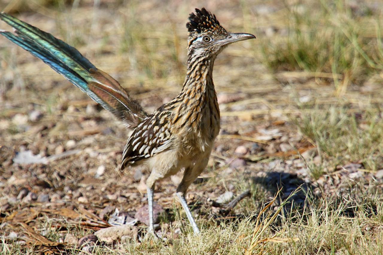 Greater Roadrunner, Southeast Arizona, Arizona, Arizona Nature Tour, Arizona Birding Tour, Naturalist Journeys Photo-Friendly