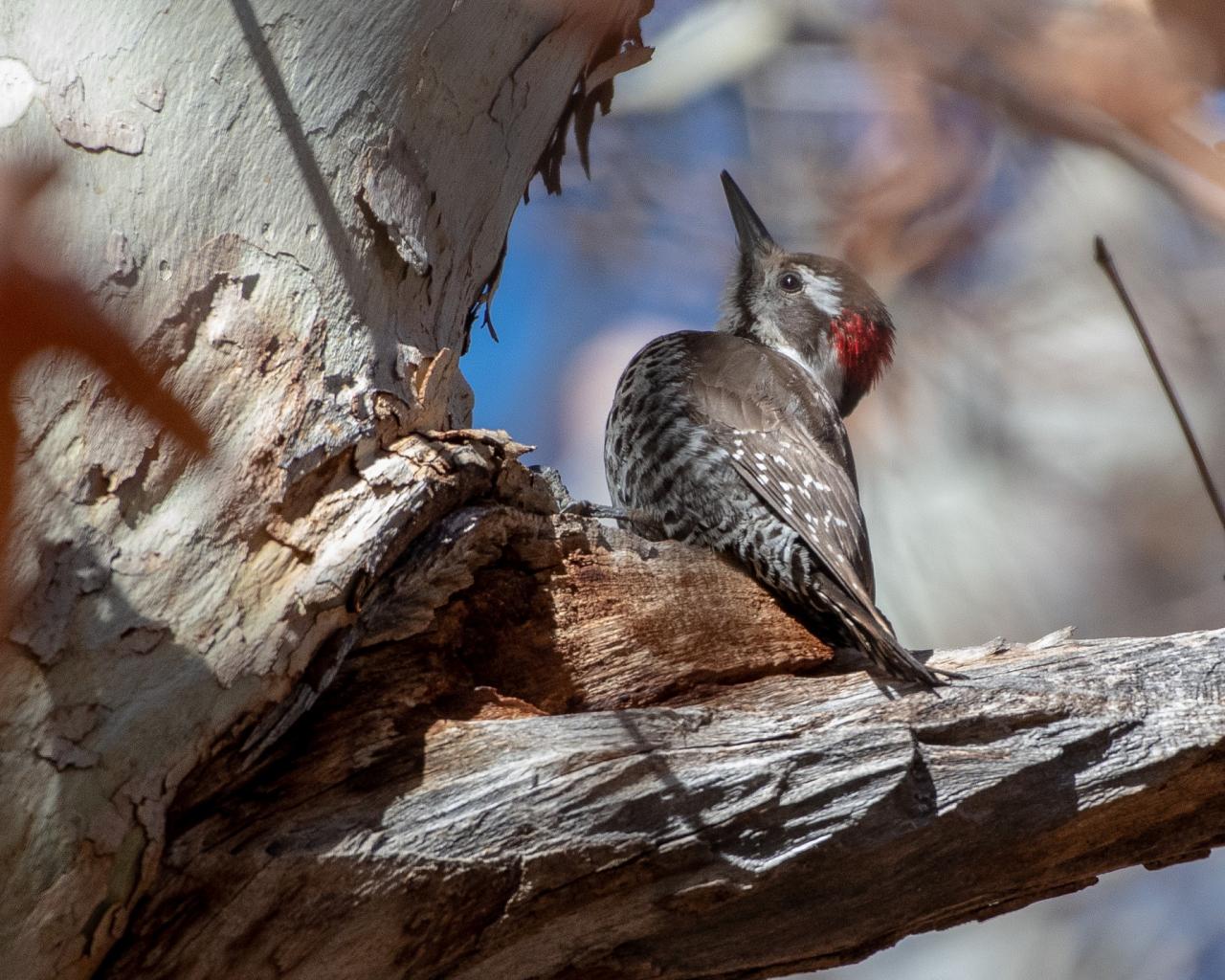 Arizona Woodpecker, Southeast Arizona, Arizona, Arizona Nature Tour, Arizona Birding Tour, Naturalist Journeys Photo-Friendly