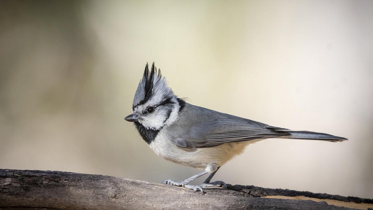 Bridled Titmouse, Southeast Arizona, Arizona, Arizona Nature Tour, Arizona Birding Tour, Naturalist Journeys Photo-Friendly