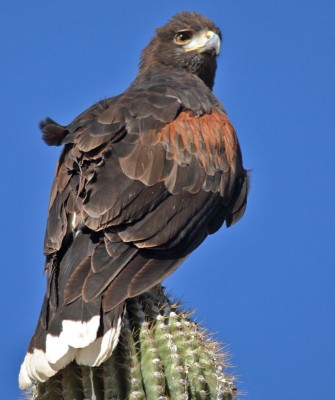 Harris Hawk, Arizona Birding, Arizona Bird Watching, United States, North American Birds, Naturalist Journeys, Wildlife Tour, Wildlife Photography, Ecotourism, Specialty Birds, Endemic Birds, Birding Hotspot, Sonoran Desert, Tucson