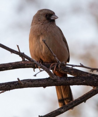 Albert's Towhee, Arizona Birding, Arizona Bird Watching, United States, North American Birds, Naturalist Journeys, Wildlife Tour, Wildlife Photography, Ecotourism, Specialty Birds, Endemic Birds, Birding Hotspot, Sonoran Desert, Tucson