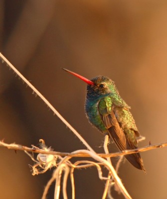 Broad-billed Hummingbird, Arizona Birding, Arizona Bird Watching, United States, North American Birds, Naturalist Journeys, Wildlife Tour, Wildlife Photography, Ecotourism, Specialty Birds, Endemic Birds, Birding Hotspot, Sonoran Desert, Tucson