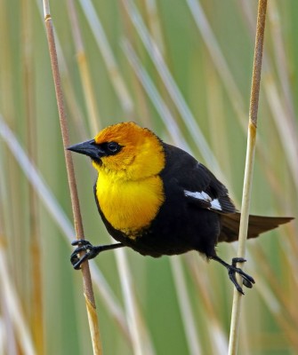 Yellow-headed Blackbird, Arizona Birding, Arizona Bird Watching, United States, North American Birds, Naturalist Journeys, Wildlife Tour, Wildlife Photography, Ecotourism, Specialty Birds, Endemic Birds, Birding Hotspot, Sonoran Desert, Tucson