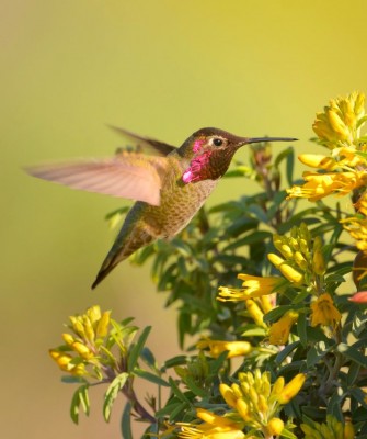 Anna's Hummingbird,Arizona Birding, Arizona Bird Watching, United States, North American Birds, Naturalist Journeys, Wildlife Tour, Wildlife Photography, Ecotourism, Specialty Birds, Endemic Birds, Birding Hotspot, Sonoran Desert, Tucson